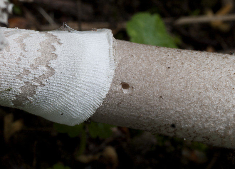 Amanita spissa